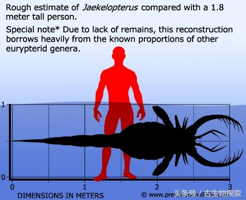 3米长的史上最大节肢动物，蓝血动物鲎（为什么没有微型哺乳动物和大型昆虫）