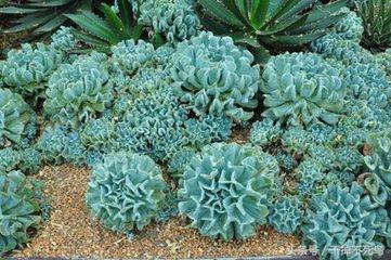 常见的自己养殖的多肉植物玉莲，图鉴特玉莲多肉植物