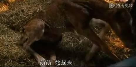 花少3人物排名，《花少3》娜扎江疏影陈柏霖张若昀现身