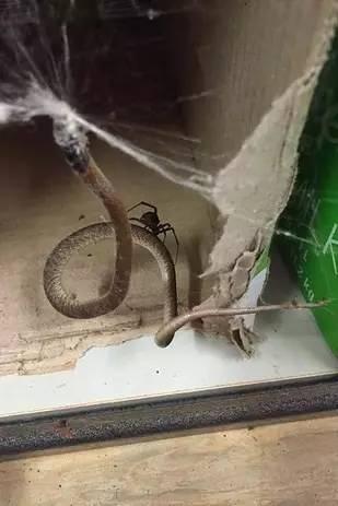 大王是真的看不下去了