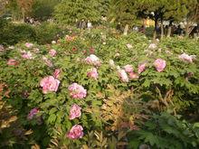 菏泽市旅游景点，山东菏泽有什么景点（看看菏泽有哪些绝佳打卡地）