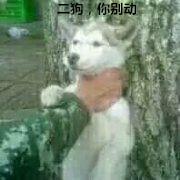 送给你一朵玫瑰花的表情包，我早已为你种下999朵玫瑰