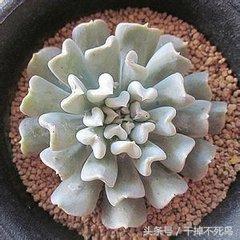 常见的自己养殖的多肉植物玉莲，图鉴特玉莲多肉植物