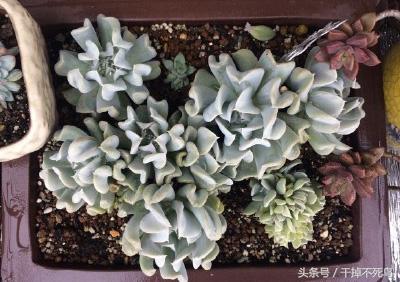 常见的自己养殖的多肉植物玉莲，图鉴特玉莲多肉植物