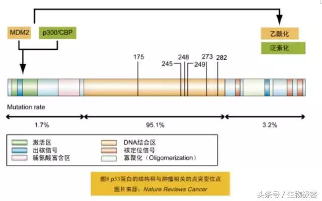 hpv病毒分什么型号