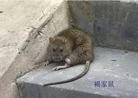 家居防鼠灭鼠，家庭防鼠灭鼠这些知识你要了解
