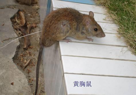 家居防鼠灭鼠，家庭防鼠灭鼠这些知识你要了解