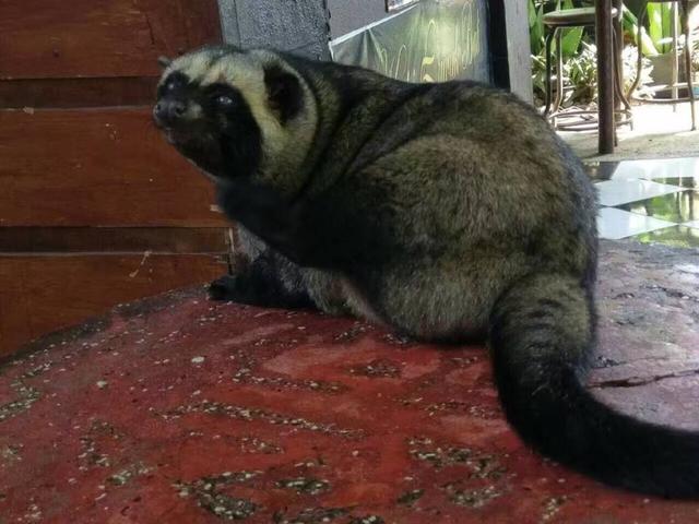 什么是猫屎咖啡，猫咪处方猫粮（但接受不了制作它背后的残忍）