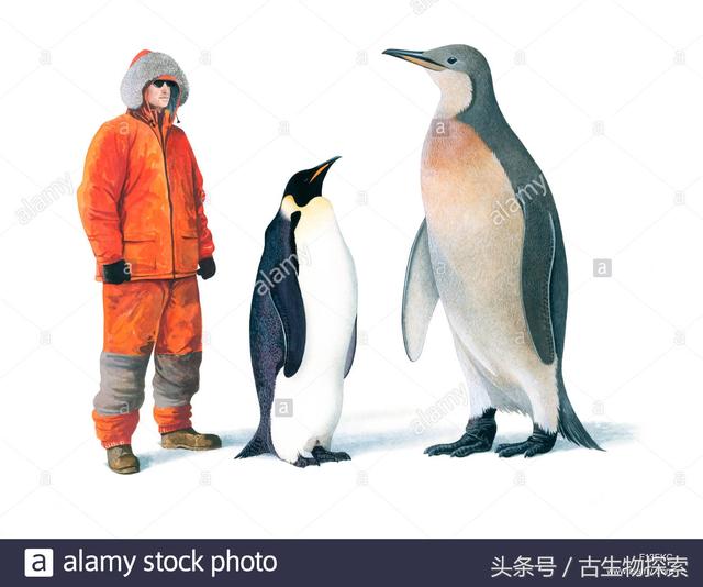 肥胖企鹅(肥胖的企鹅)