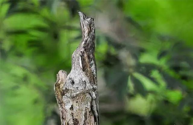 躲迷藏,这20个动物比你更在行