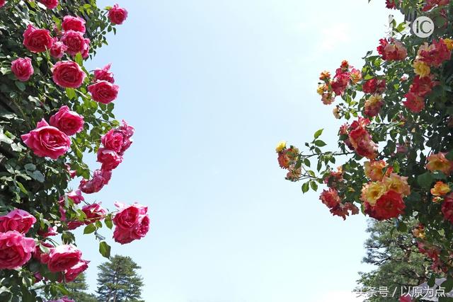 描写玫瑰花的古诗，描写玫瑰花的古诗名句（七绝两首<玫瑰吟>）