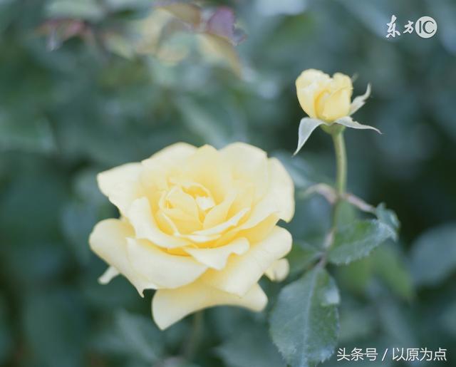 描写玫瑰花的古诗，描写玫瑰花的古诗名句（七绝两首<玫瑰吟>）