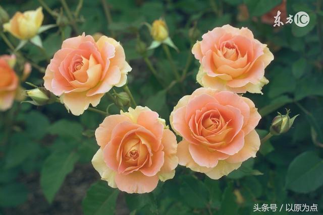 描写玫瑰花的古诗，描写玫瑰花的古诗名句（七绝两首<玫瑰吟>）