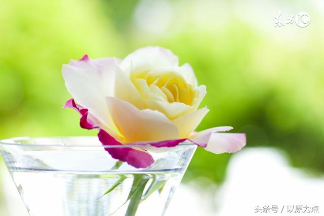 描写玫瑰花的古诗，描写玫瑰花的古诗名句（七绝两首<玫瑰吟>）
