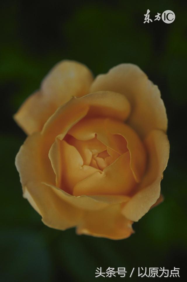 描写玫瑰花的古诗，描写玫瑰花的古诗名句（七绝两首<玫瑰吟>）