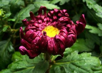 父亲的秘密民间故事，故事父亲的遗嘱