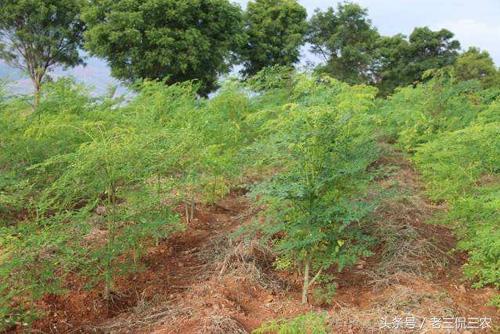 农村致富种植项目大全汇总，曾经风靡农村的种植项目