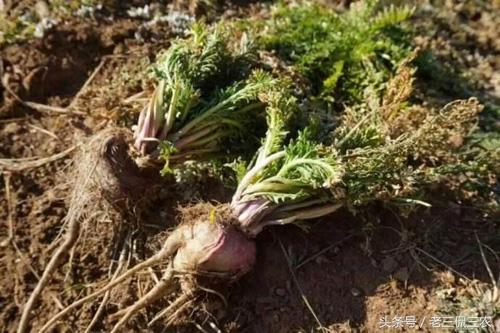 农村致富种植项目大全汇总，曾经风靡农村的种植项目