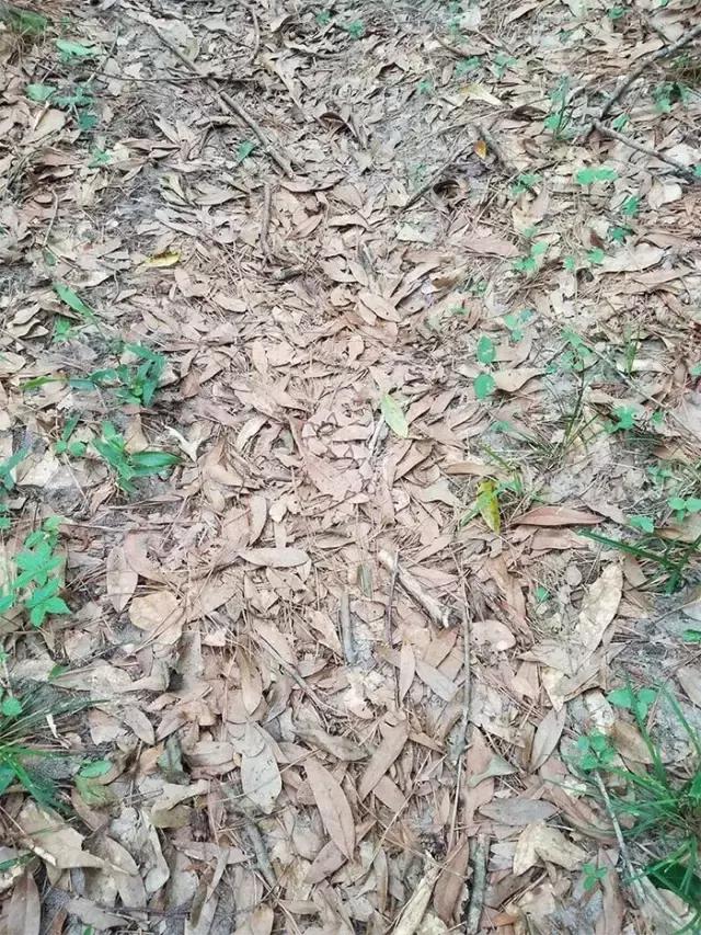躲迷藏,这20个动物比你更在行