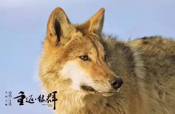 6部值得一看的国产良心电影，看到国产保护月的这些引进片单