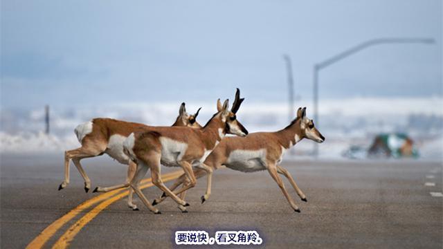 世界上跑得最快的动物，世界上跑得最快的10个动物（动物们也玩上速度与激情）