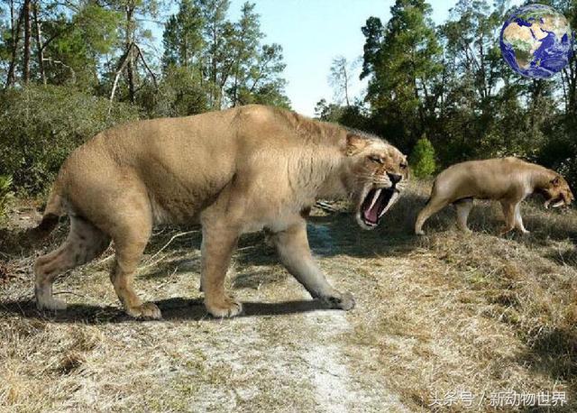 世界上最大的剑齿虎，史前巨兽探秘剑齿虎