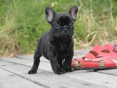 世界名狗排名大全，世界十大名犬简介