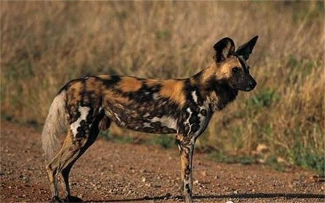 世界上跑得最快的动物，世界上跑得最快的10个动物（动物们也玩上速度与激情）