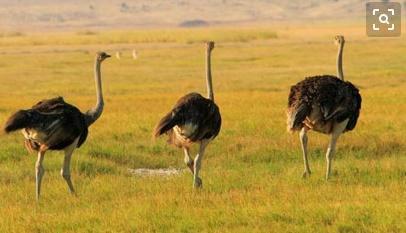 世界上跑得最快的动物，世界上跑得最快的10个动物（动物们也玩上速度与激情）