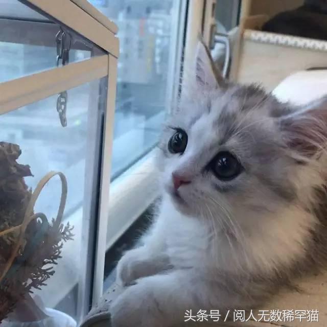 苏格兰折耳猫图片，折耳猫有什么品种（让很多人都不敢养）