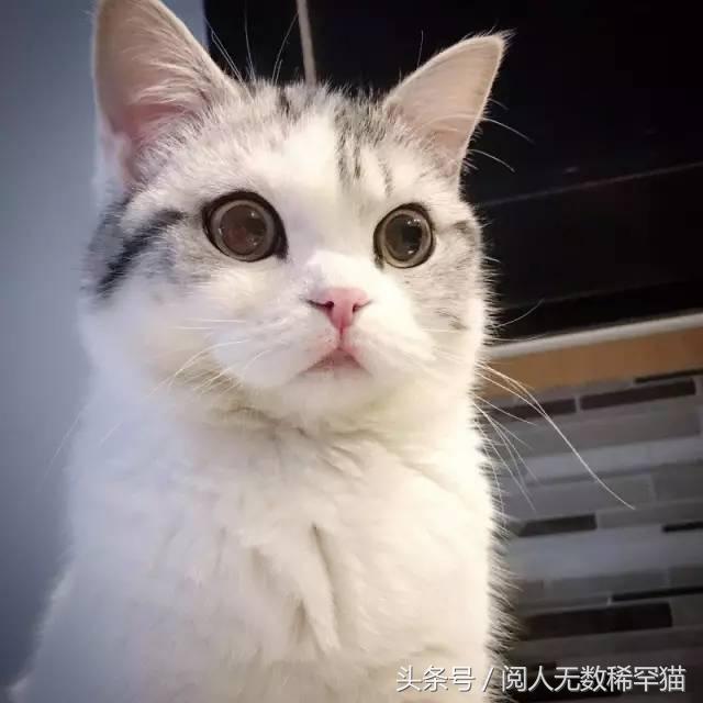 苏格兰折耳猫图片，折耳猫有什么品种（让很多人都不敢养）