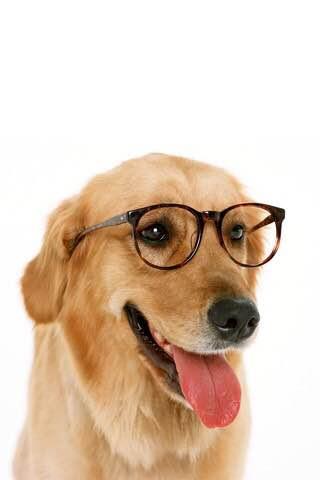 世界名狗排名大全，世界十大名犬简介