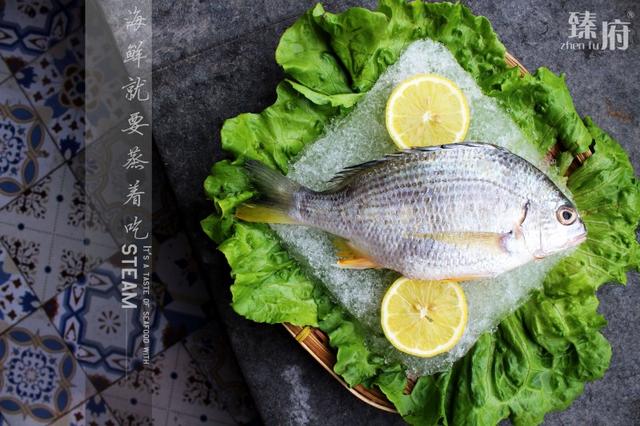 绸鱼，十大好吃的海鱼