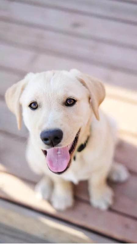 世界名狗排名大全，世界十大名犬简介