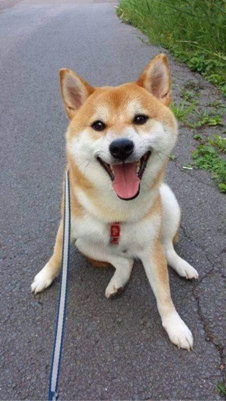 世界名狗排名大全，世界十大名犬简介