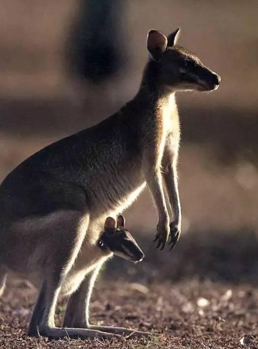 石家庄辛玛王国，河北受喜爱的儿童乐园（石家庄交警发布元旦假期出行提示）