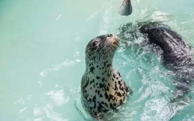 石家庄辛玛王国，河北受喜爱的儿童乐园（石家庄交警发布元旦假期出行提示）