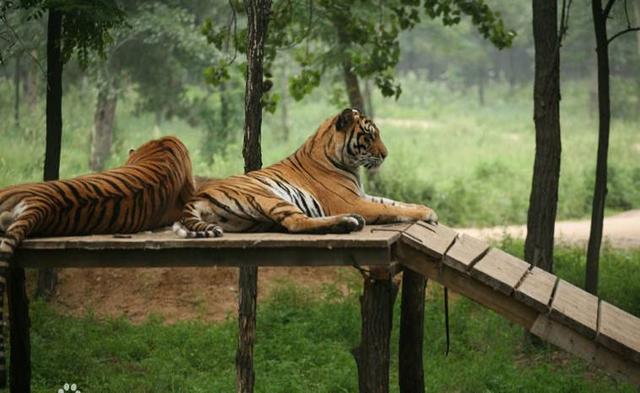 石家庄辛玛王国，河北受喜爱的儿童乐园（石家庄交警发布元旦假期出行提示）