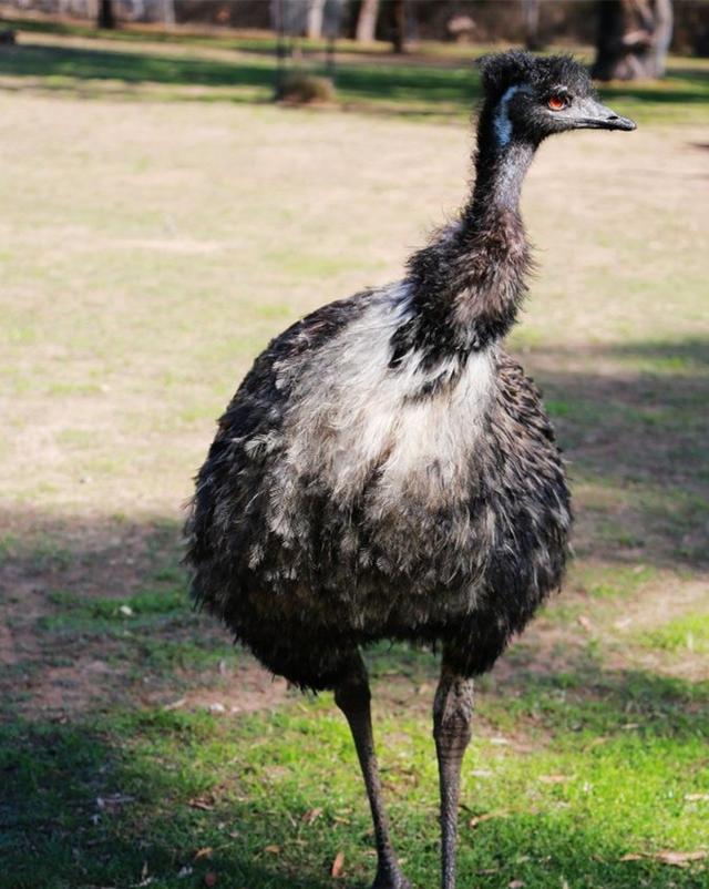 石家庄辛玛王国，河北受喜爱的儿童乐园（石家庄交警发布元旦假期出行提示）