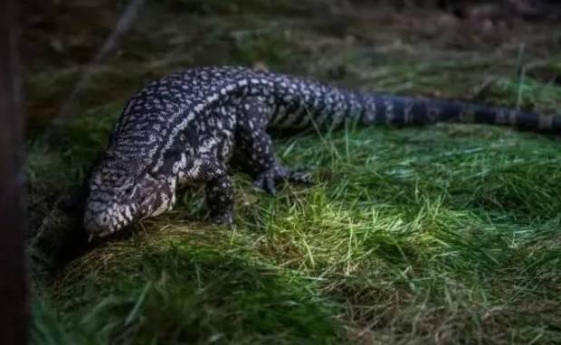 石家庄辛玛王国，河北受喜爱的儿童乐园（石家庄交警发布元旦假期出行提示）