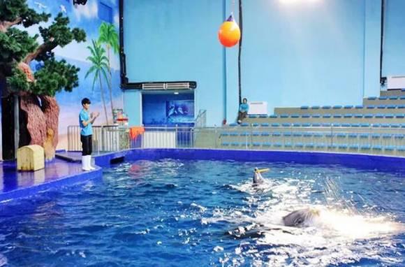 石家庄辛玛王国，河北受喜爱的儿童乐园（石家庄交警发布元旦假期出行提示）