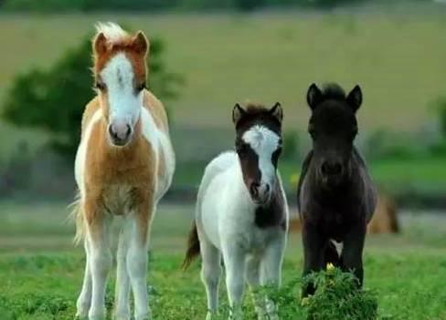 石家庄辛玛王国，河北受喜爱的儿童乐园（石家庄交警发布元旦假期出行提示）