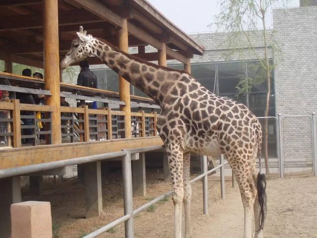 石家庄辛玛王国，河北受喜爱的儿童乐园（石家庄交警发布元旦假期出行提示）