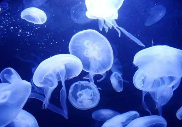 石家庄辛玛王国，河北受喜爱的儿童乐园（石家庄交警发布元旦假期出行提示）