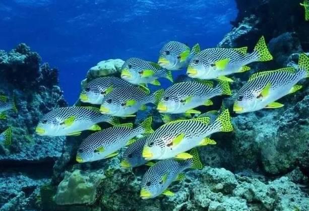 石家庄辛玛王国，河北受喜爱的儿童乐园（石家庄交警发布元旦假期出行提示）