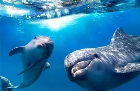 石家庄辛玛王国，河北受喜爱的儿童乐园（石家庄交警发布元旦假期出行提示）