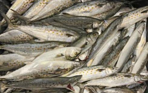 绸鱼，十大好吃的海鱼