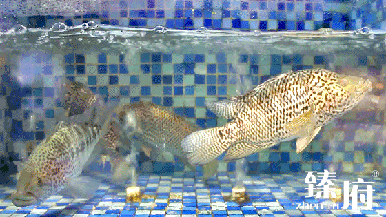 绸鱼，十大好吃的海鱼