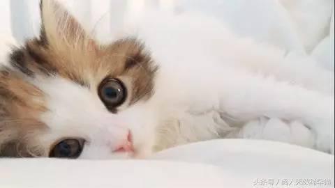 苏格兰折耳猫图片，折耳猫有什么品种（让很多人都不敢养）