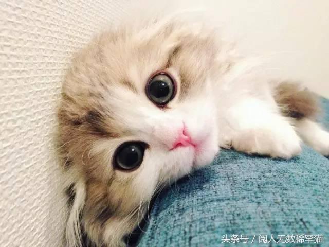 苏格兰折耳猫图片，折耳猫有什么品种（让很多人都不敢养）